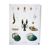 Affiche "moules, fleurs, bestioles" par Schlereth 1879