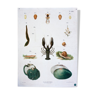 Poster "mussels, flowers, critters" by Schlereth 1879