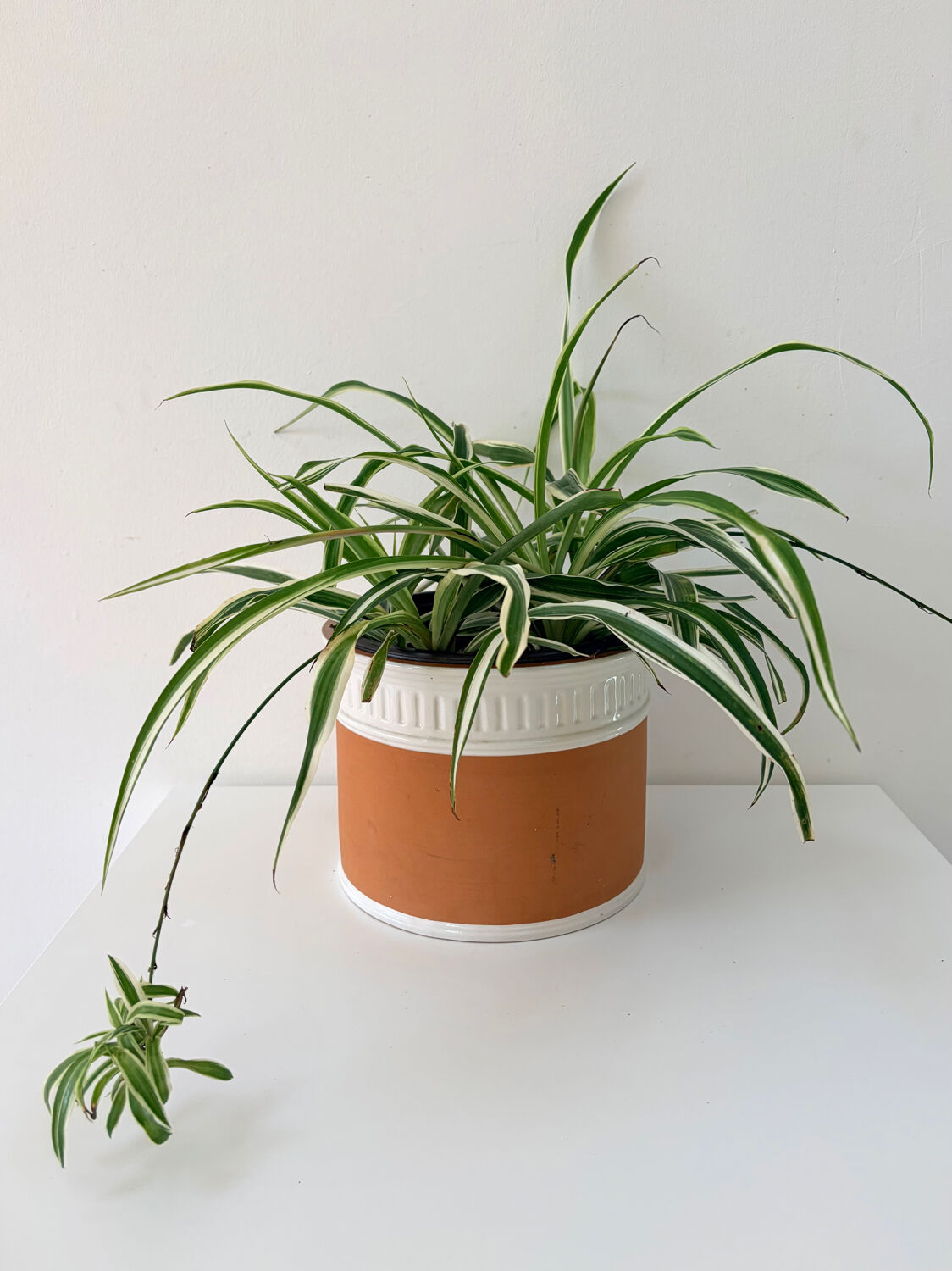 Terracotta cache-pot and slip - Maison Chaumette Paris