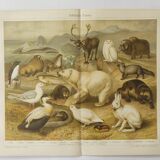 Antique print - Fauna and animals of the Arctic - Original poster from 1909