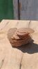 Natural sand rose