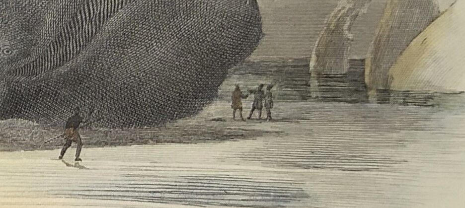 Original zoological plate of 1839 " the right whale "