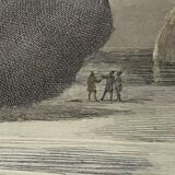 Original zoological plate of 1839 " the right whale "