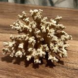 Corail ancien