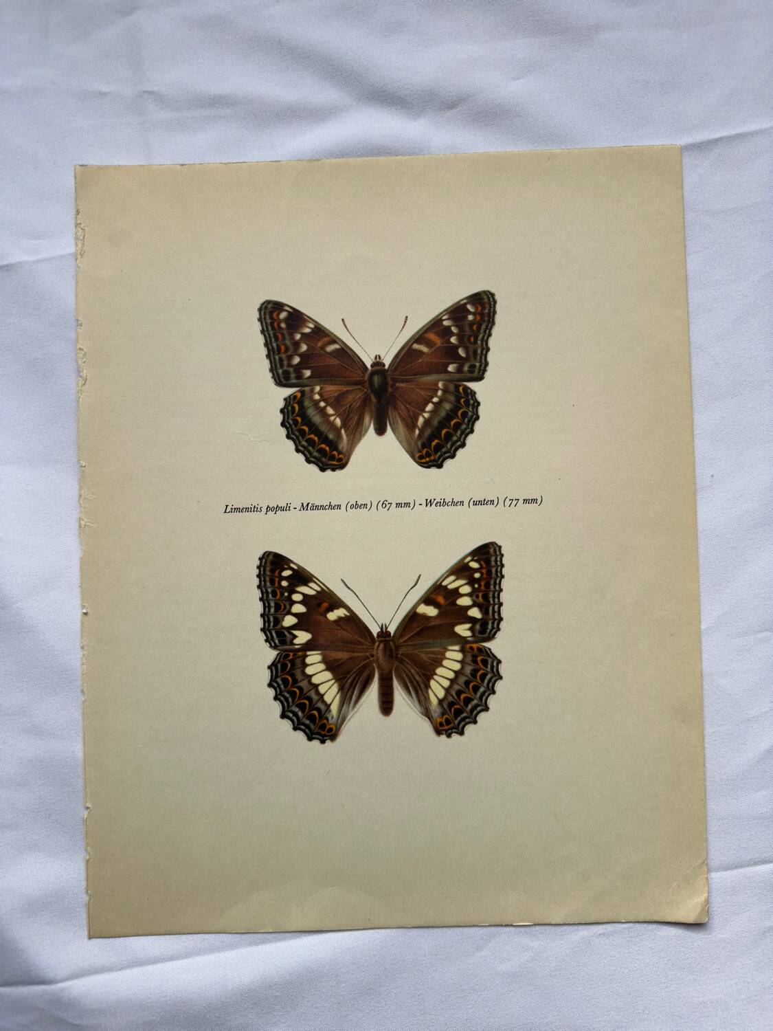 Old butterfly engraving retro botanical print