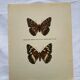 Old butterfly engraving retro botanical print