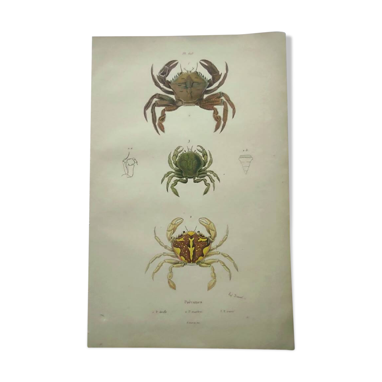 Antique engravings from 1839 - Portune crabs - Hand-colored plate