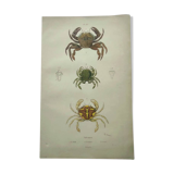 Gravures ancienne de 1839 -Crabes Portunes- Planche coloriée à la main