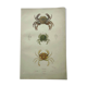 Antique engravings from 1839 - Portune crabs - Hand-colored plate