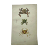 Gravures ancienne de 1839 -Crabes Portunes- Planche coloriée à la main