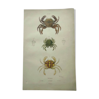 Antique engravings from 1839 - Portune crabs - Hand-colored plate