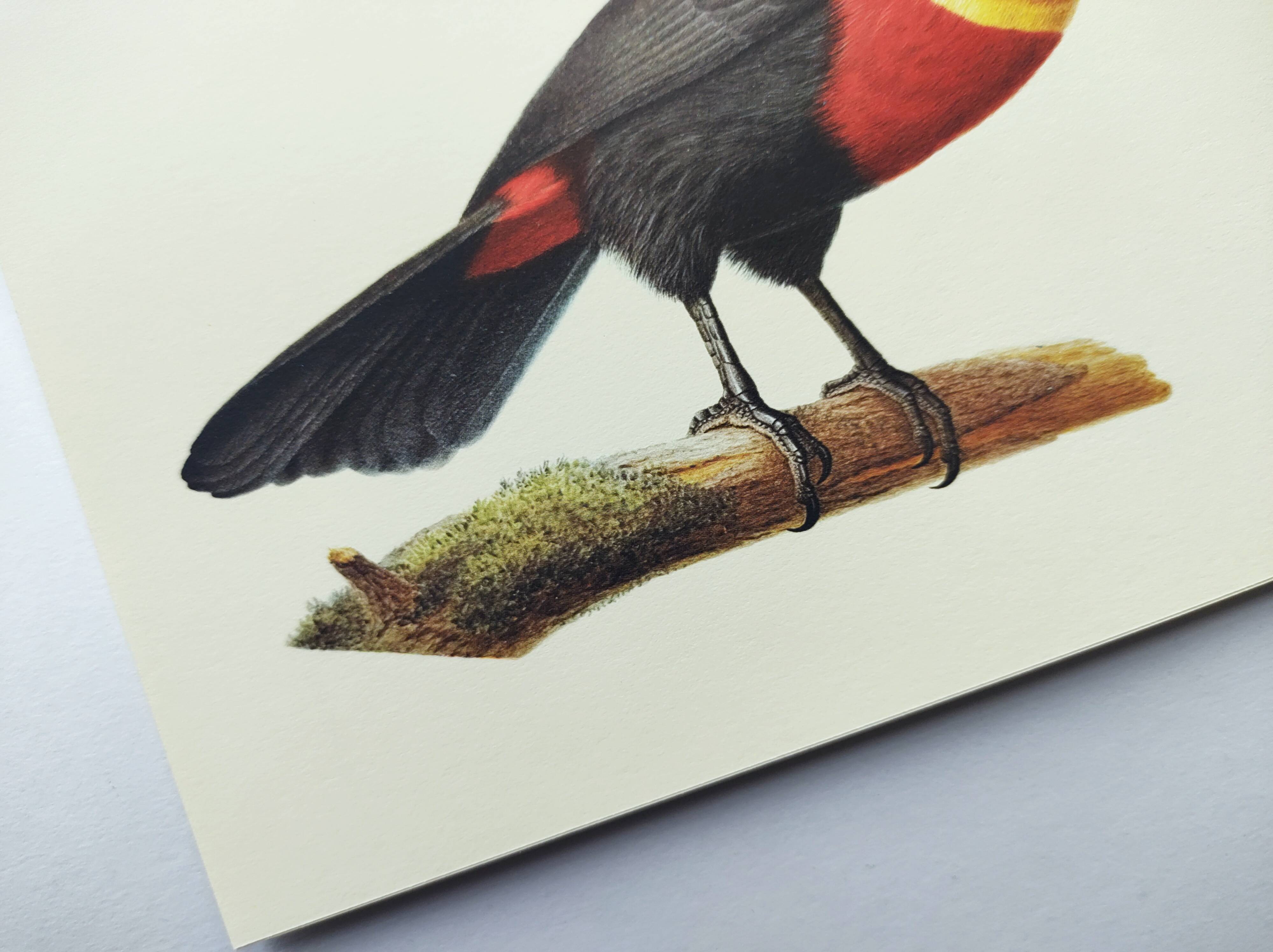 Antique plate -Toucan of Para- Vintage illustration from 1970 birds Huet