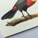 Antique plate -Toucan of Para- Vintage illustration from 1970 birds Huet