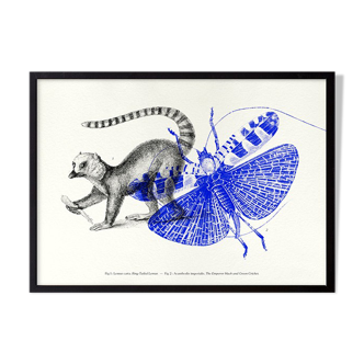 Engraving lemur animal insects