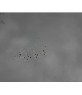 19th century oval Venetian mirror