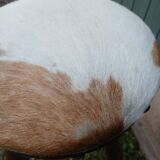 Antique tripod stool in wood and cowhide