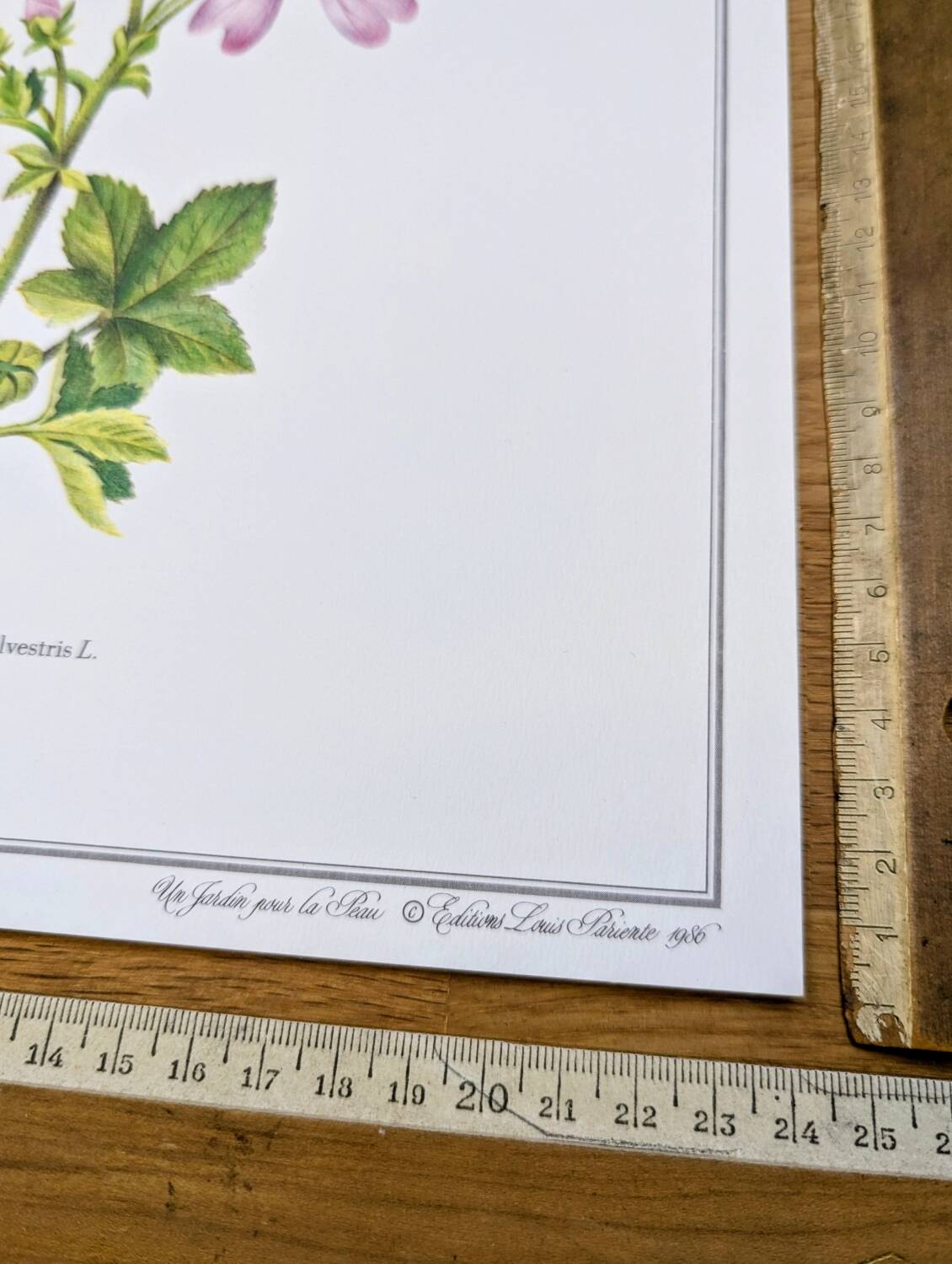 Printed in 1986, the Mauve. Vintage Botany.