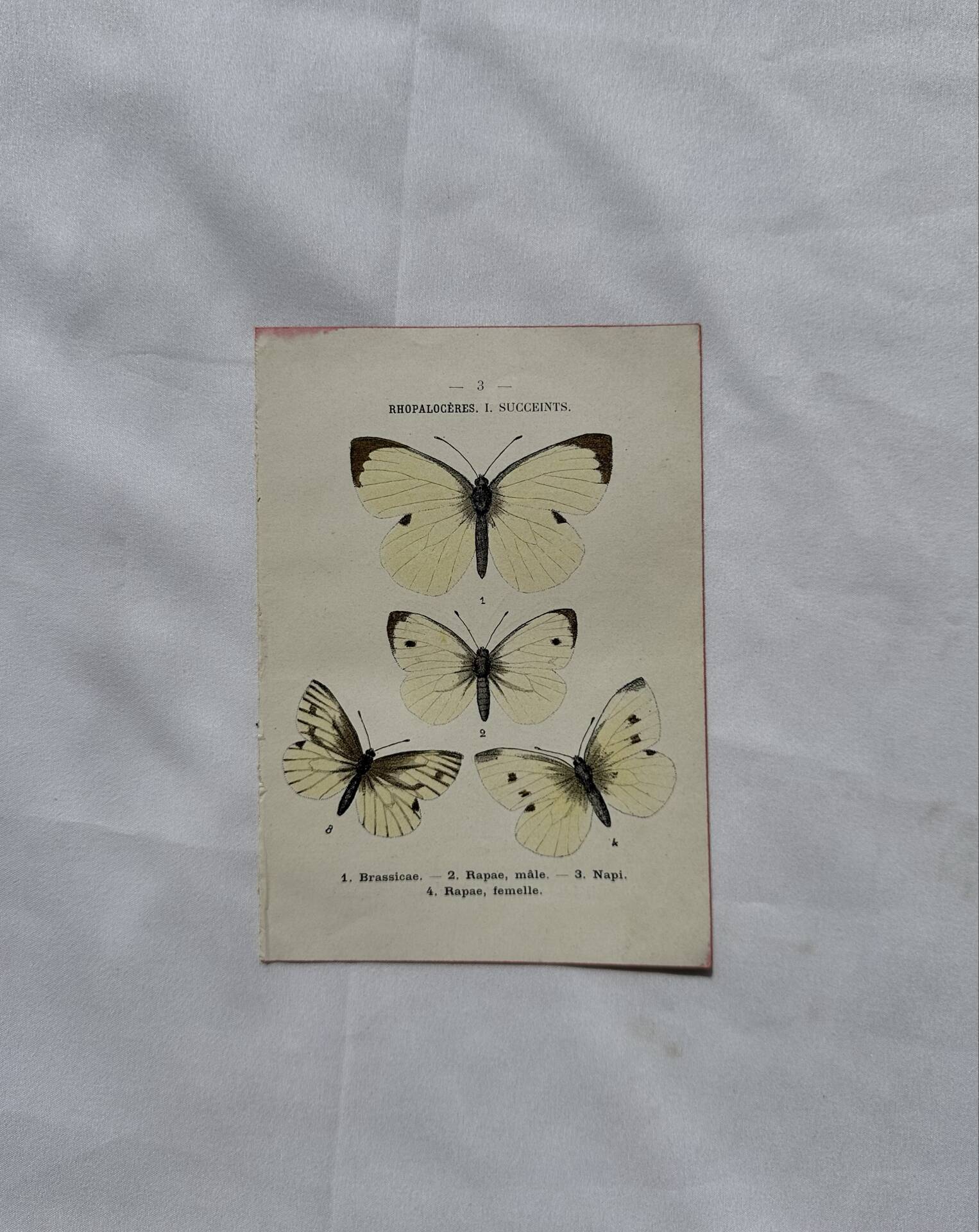 Gravure naturaliste  Papillon 19eme affiche botanique originale 1800