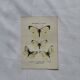 Gravure naturaliste  Papillon 19eme affiche botanique originale 1800