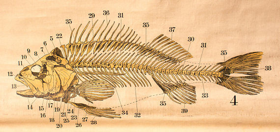 Fish poster, Engleders by J. F. Schreiber, 1893