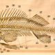 Fish poster, Engleders by J. F. Schreiber, 1893