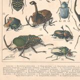 Planche ancienne sur les insectes 1897