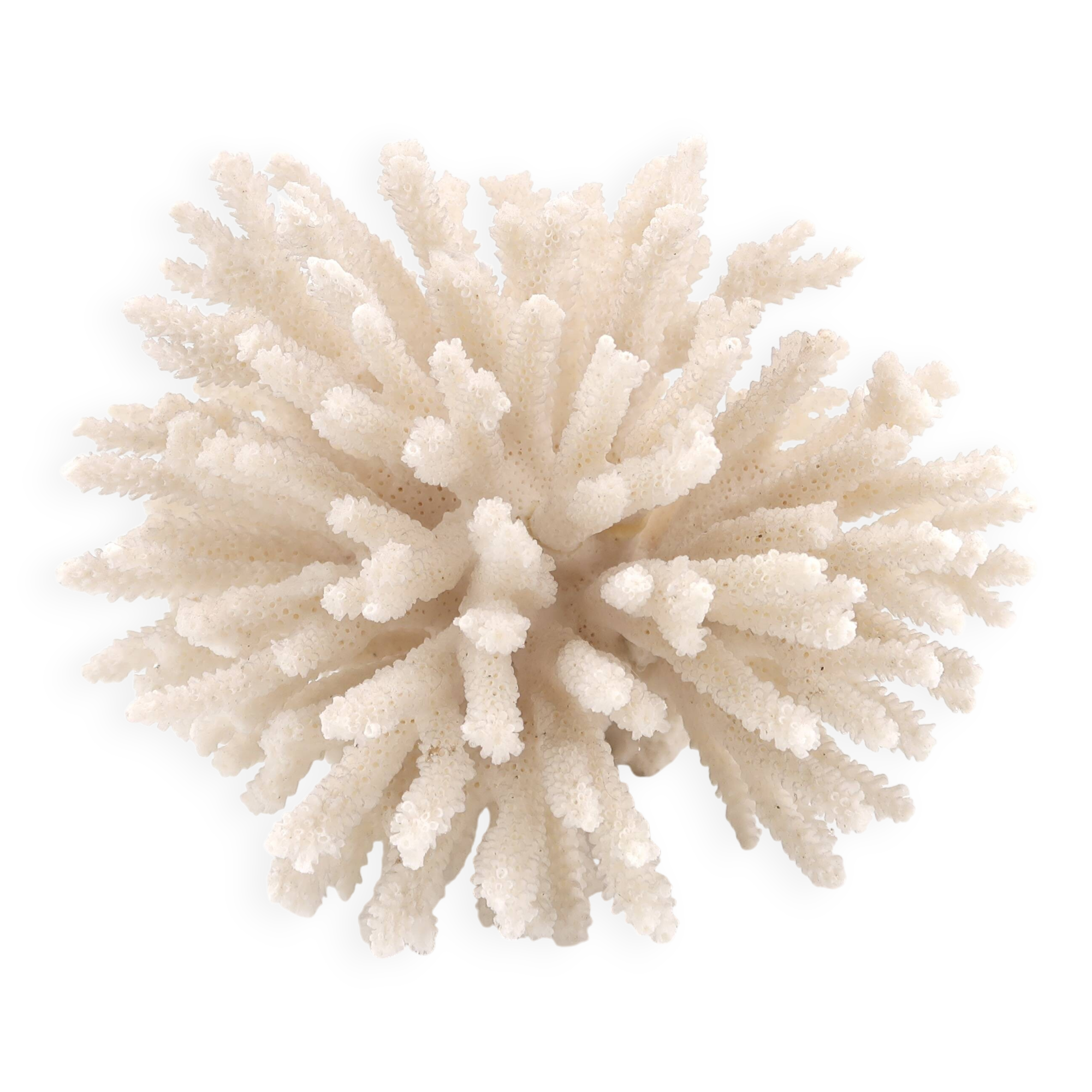 White coral, 70s