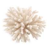 White coral, 70s