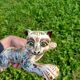 Bouquetieres Zoomorphes Chats Desvres peints Mains
