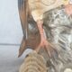 Matte porcelain bird sculpture from Milan by Eda Mann, American Blackbird
