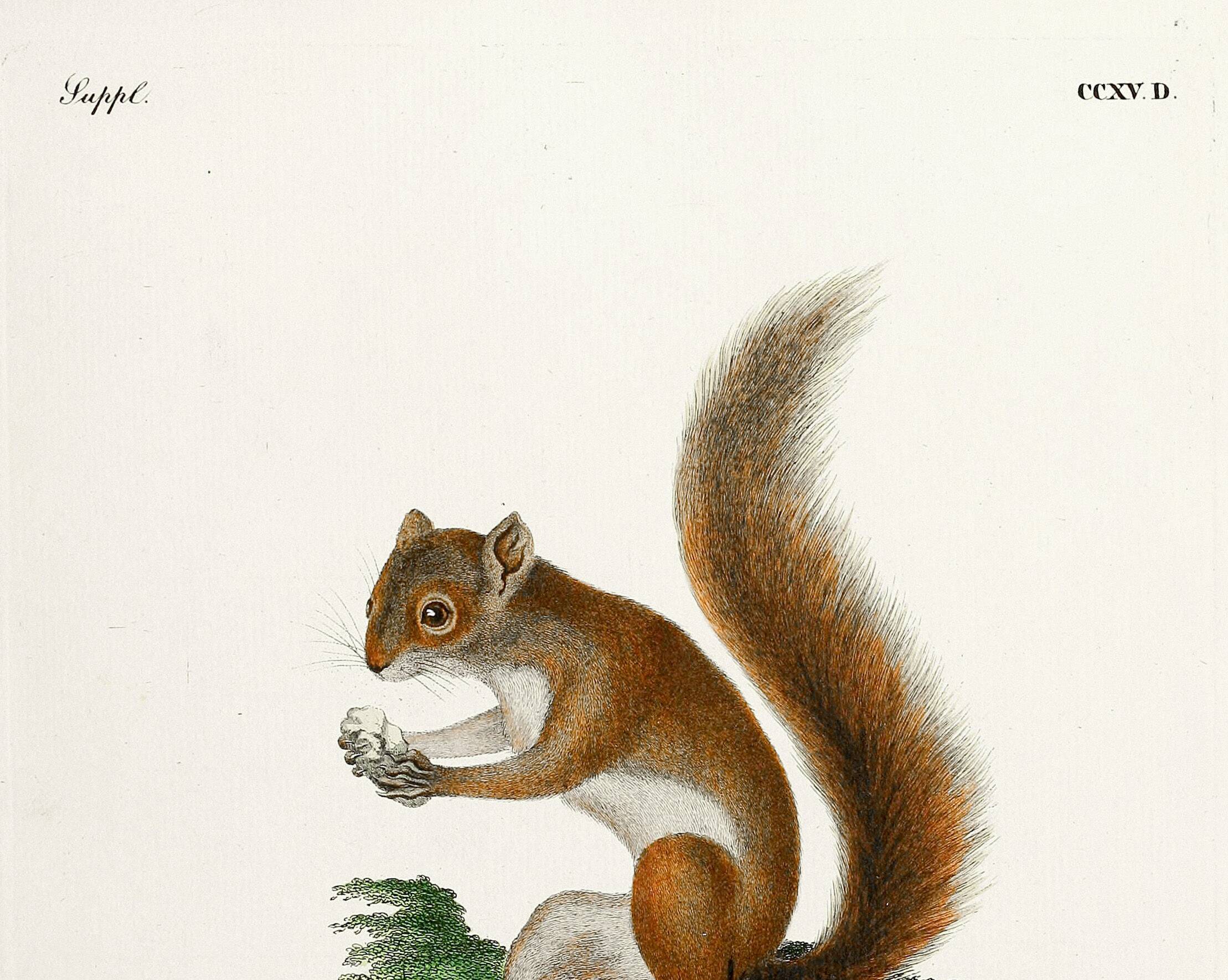 Poster about the red squirrel, based on an old engraving from 1774.