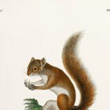 Poster about the red squirrel, based on an old engraving from 1774.
