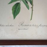 Set of 2 framed lithographs signed pierre joseph redoute