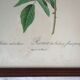Lot de 2 lithographies encadrées signées pierre joseph redoute