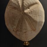 Cabinet of Curiosities sea urchin brissus unicolor on base