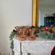 Lot de 4 coupes rosaline