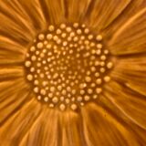 Underside Vallauris Aegitna, Saltalamacchia, sunflower model