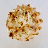 Shellfish
