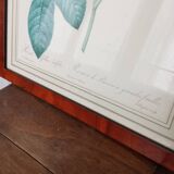 Redouté pink botanical boards