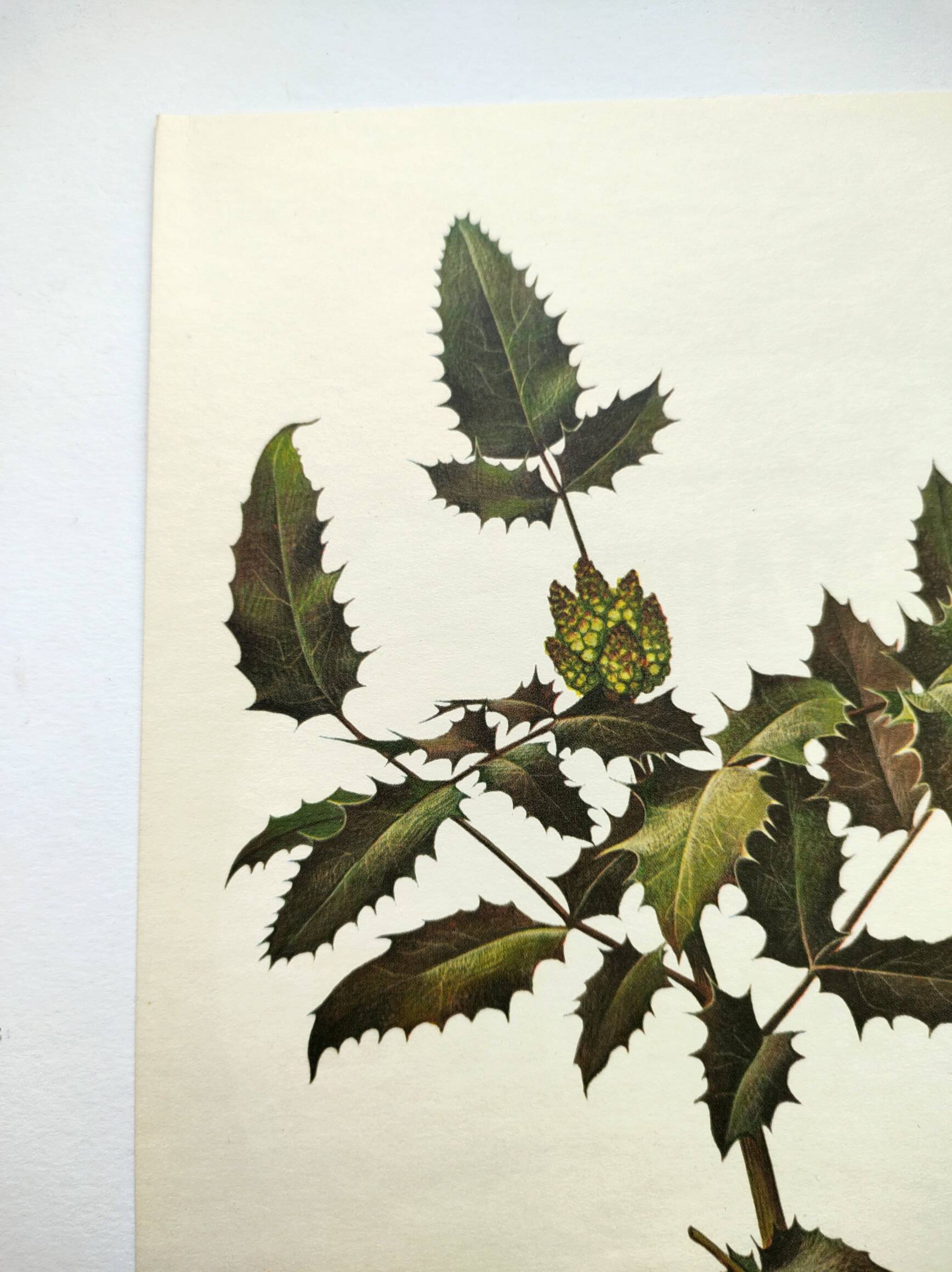 Mahonia Illustration - Vintage Botanical Nature Plate from the 60s