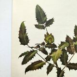 Mahonia Illustration - Vintage Botanical Nature Plate from the 60s