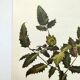 Mahonia Illustration - Vintage Botanical Nature Plate from the 60s