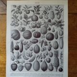 Original lithograph on fruits