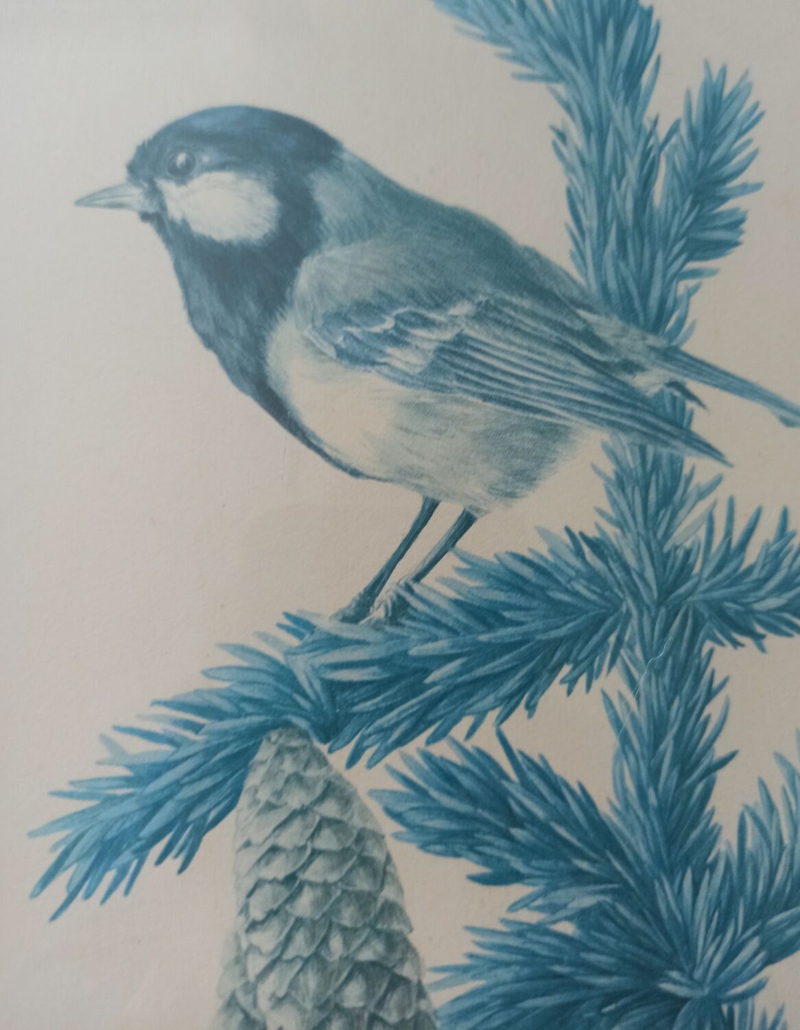 Blue tit in charcoal on board under glass, signed