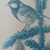 Blue tit in charcoal on board under glass, signed