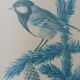 Blue tit in charcoal on board under glass, signed