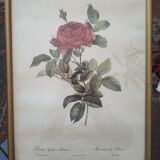 Dreaded pink engraving