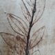 Herbarium cut dish