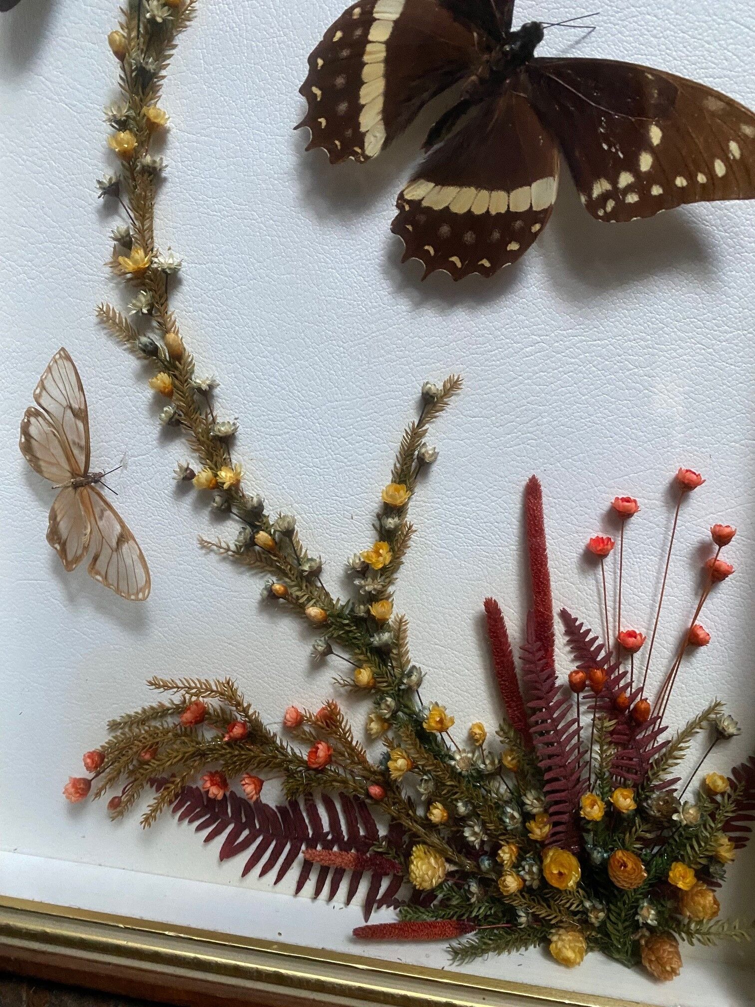 Naturalistic frame taxidermy butterflies vintage dried flowers