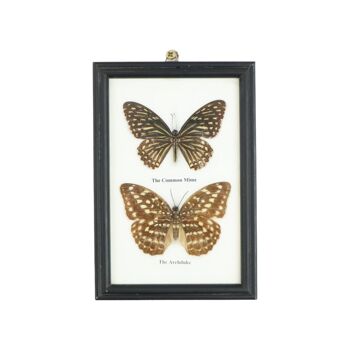 Framed Asian Butterflies Taxidermy Mounted Insect Display 2 Pieces